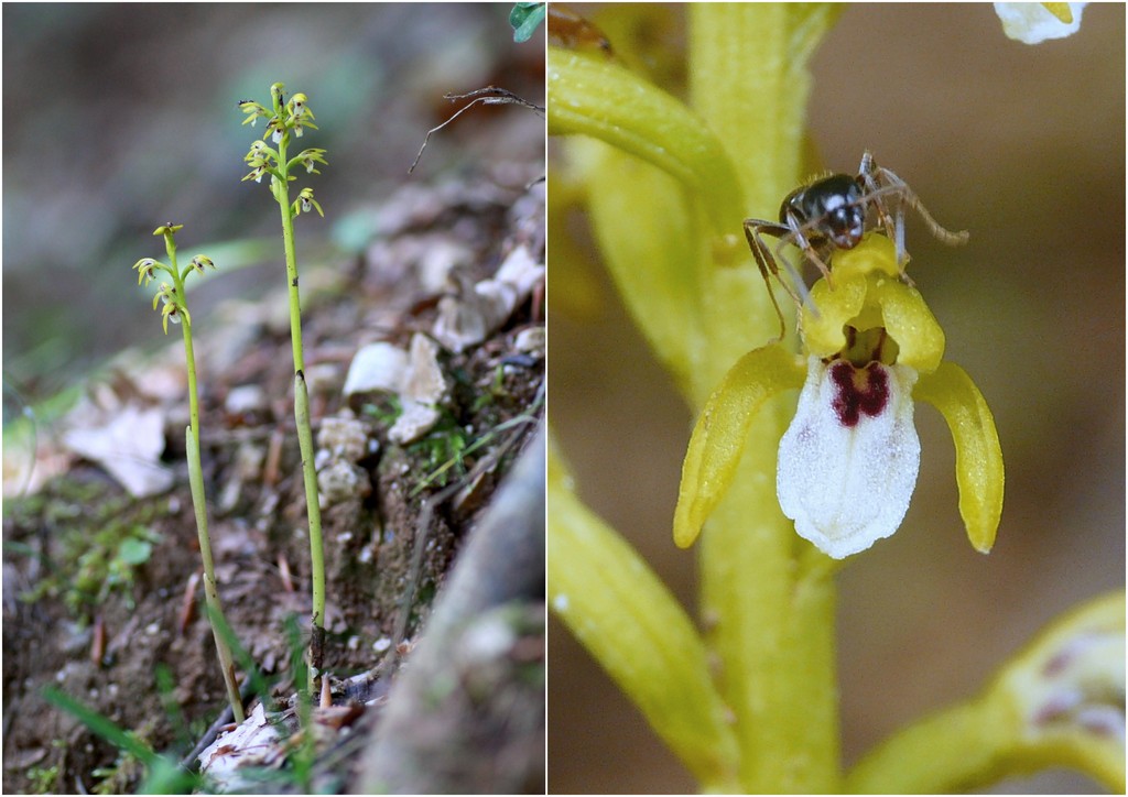 Il Gran Sasso e le orchidee - il mio omaggio al Gigante dellAppennino.